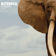 Mammoth by Interpol