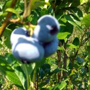 out-of-focus blueberries on a bush