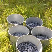five pails half-full of blueberries